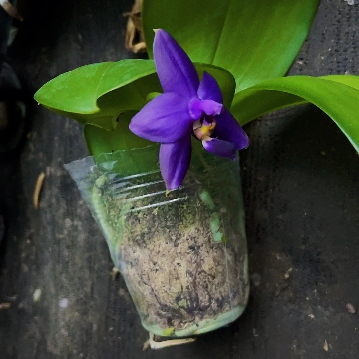 当前无花栽培后可以开花笑***咪纱美娜