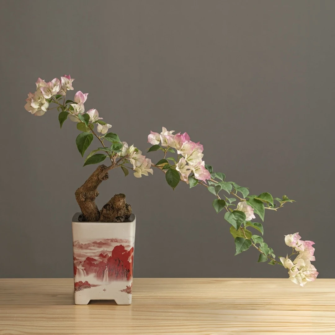 三角梅老桩四季开花勤花花卉（直播一物一拍）