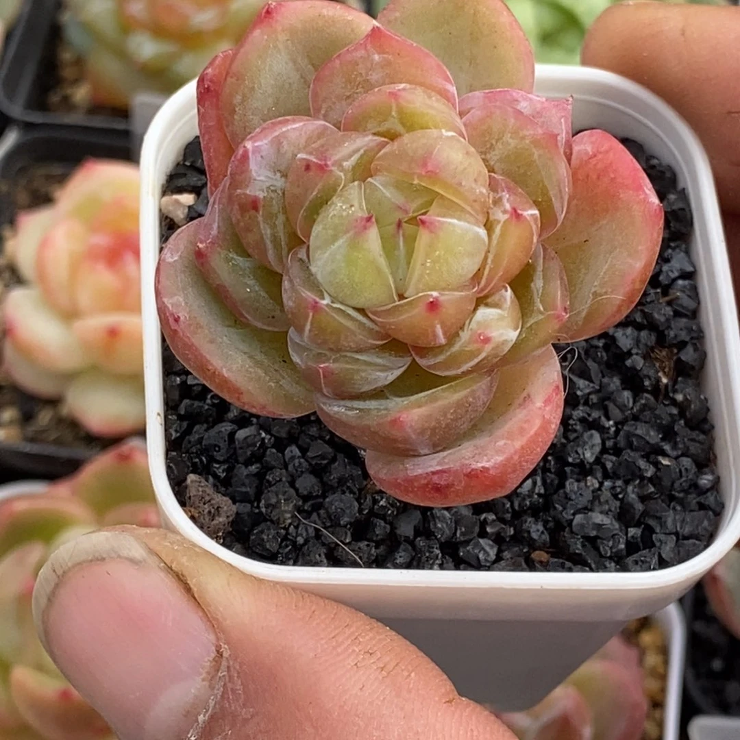 天官赐福百无禁忌