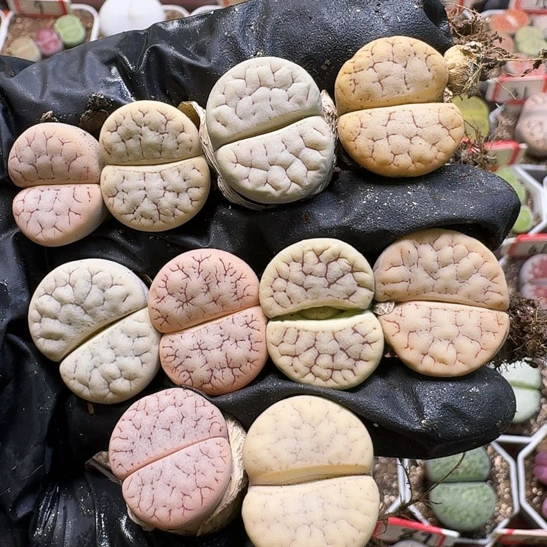 多***⑅生石花11111。   有干疤。  251