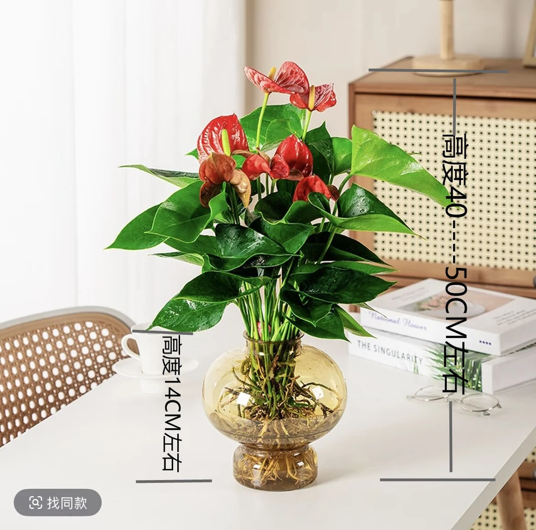 【保4--6朵花】红掌带花盆栽室内水培花卉四季开花好养绿植