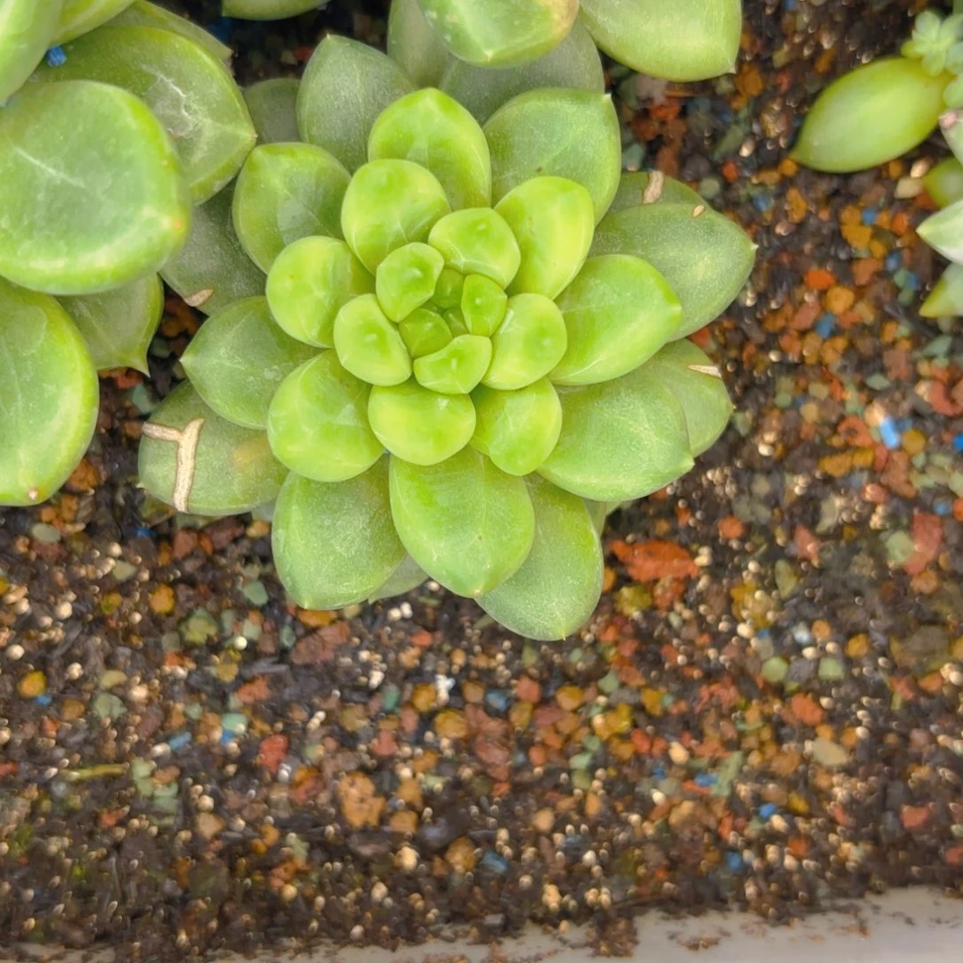 美人新品一物一拍