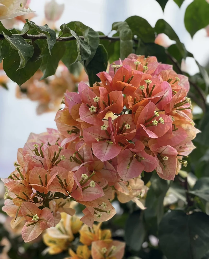 凤凰三角梅勤花飘枝爬藤室内外可养易活易开花