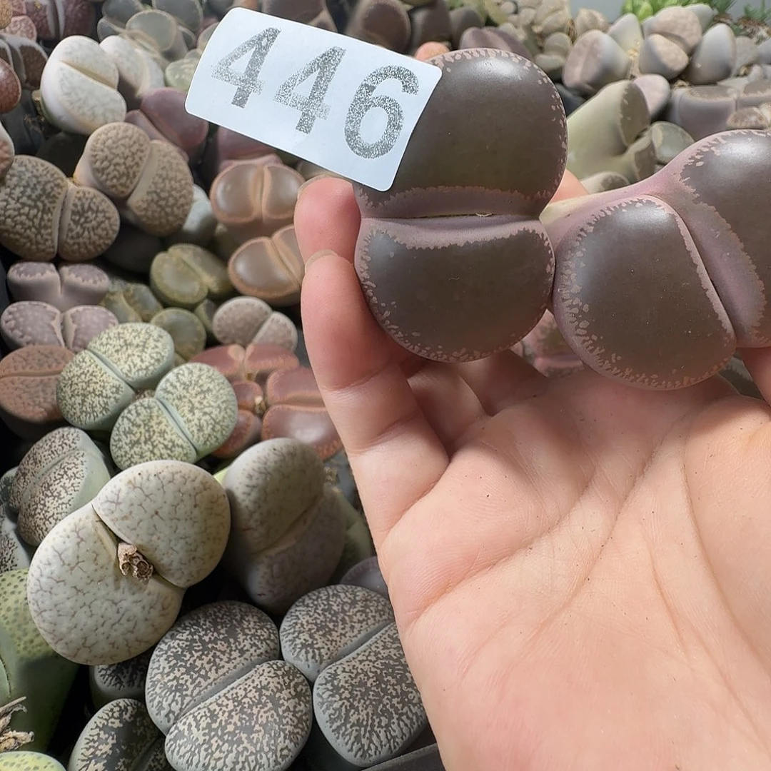 生石花一物一拍446