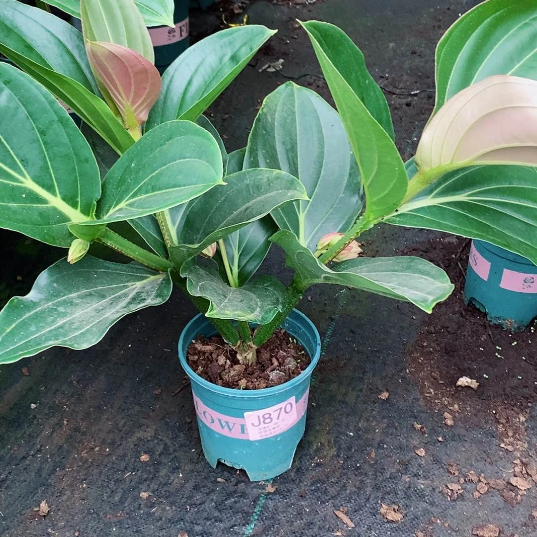 无花朵芷**木木本花卉870嫩芽无售后