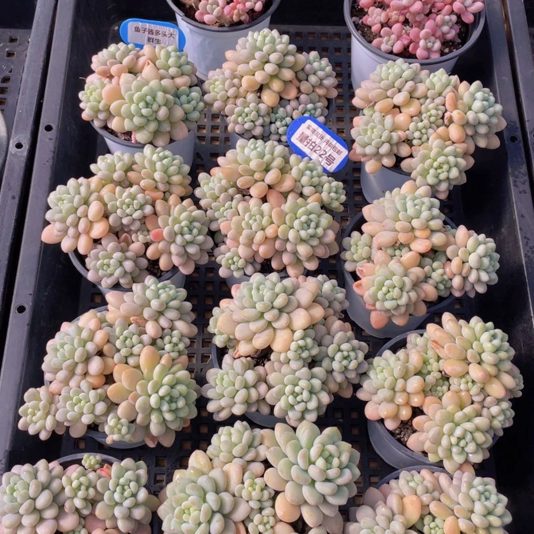 量拍22号 鱼子酱多头大群生一个