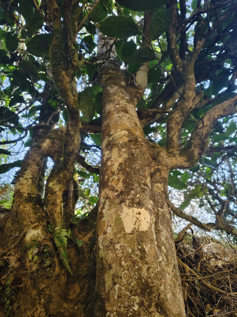 梅子箐51号2025年梅子箐杨梅山头春古树纯料  250g