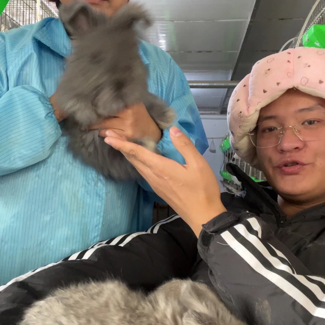 双血统英系安拉兔子