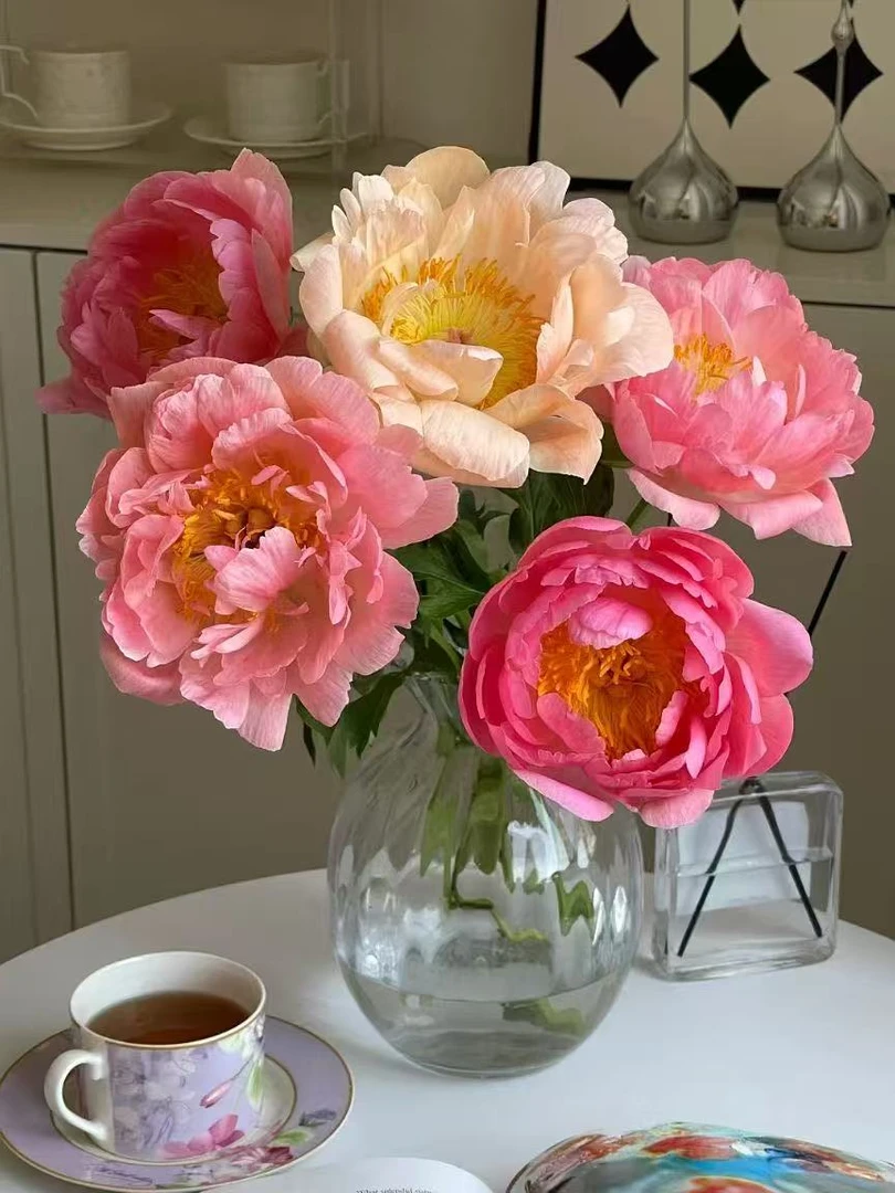 【现货落日珊瑚芍药】渐变色芍药鲜切花A级重瓣山东菏泽基地直发