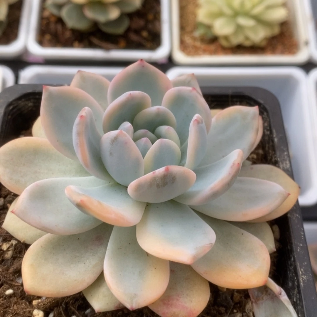 008橙子锦锦锦锦锦锦