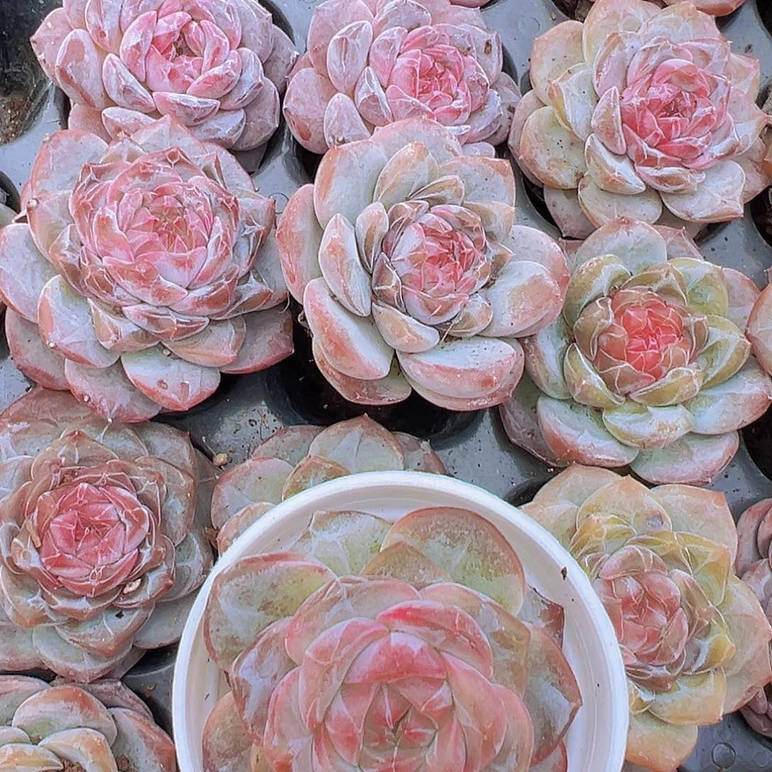 精品冰魄大苗4颗带白盆