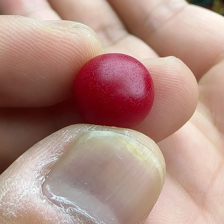 金***琴吊坠白玉菩提精品