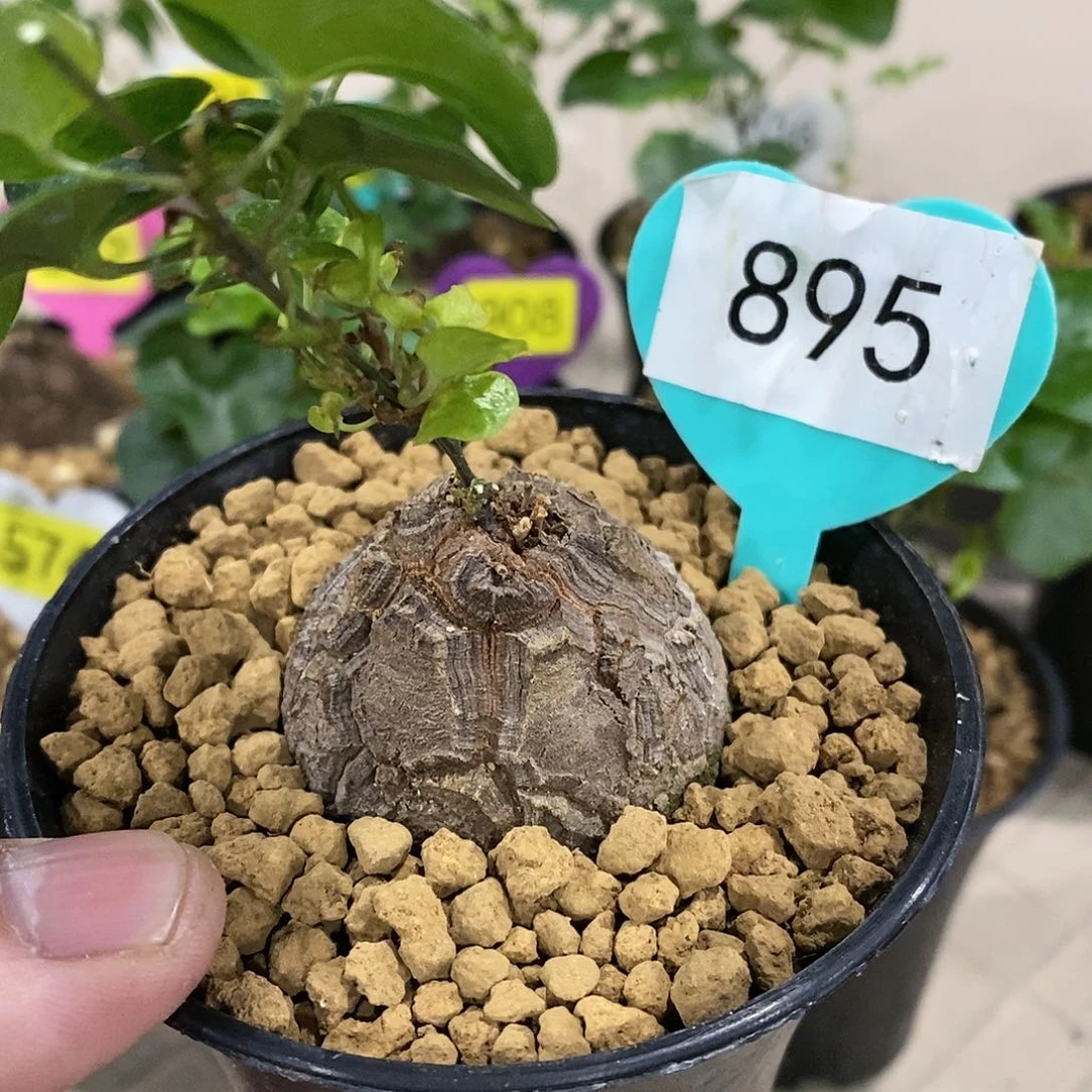 南非龟甲龙龟甲龙