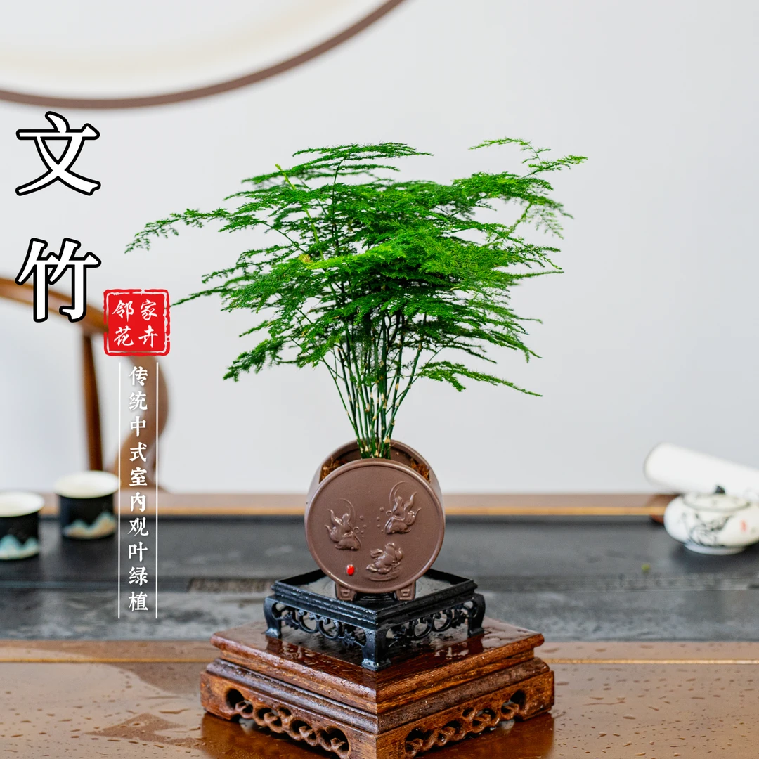 【年年有鱼】文竹盆景植物迷你盆景四季常青禅意绿植室内好养盆栽