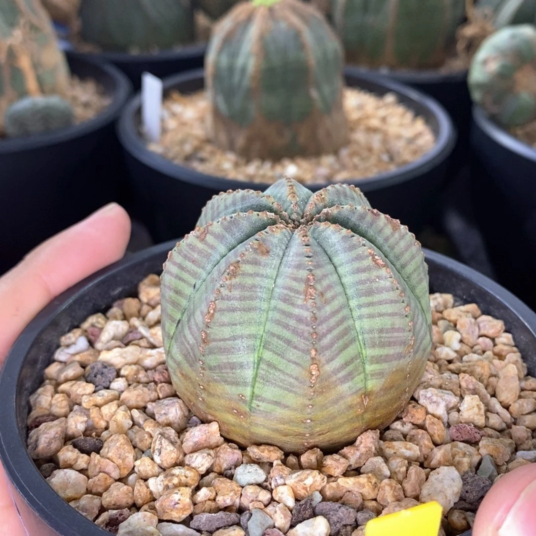 45 欧系实生布纹球多肉植物