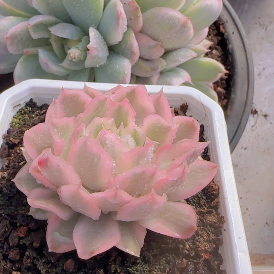 【闪购商品】紫蝴蝶锦