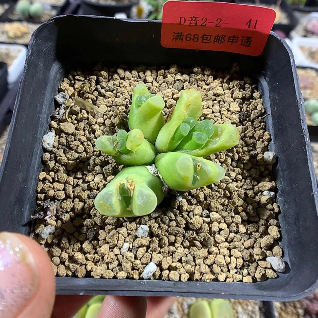 【闪购商品】2-2-41 风铃 50