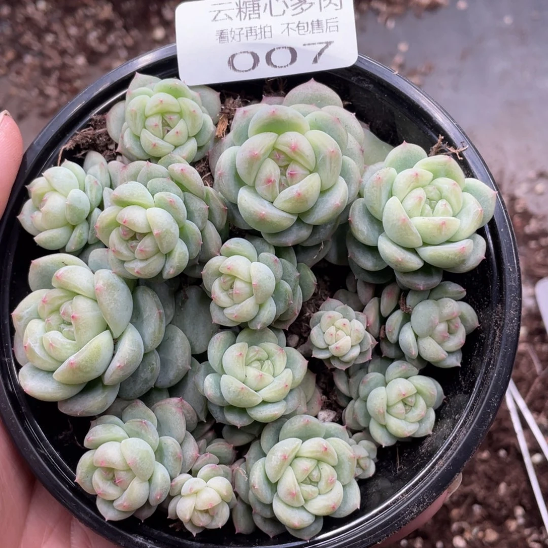云糖心多肉植物007