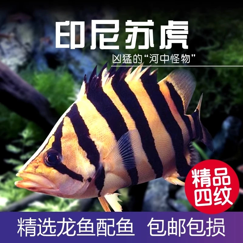 印尼三纹虎鱼泰国泰北虎淡水苏虎杂纹四纹虎观赏鱼练手虎鱼虎鱼苗