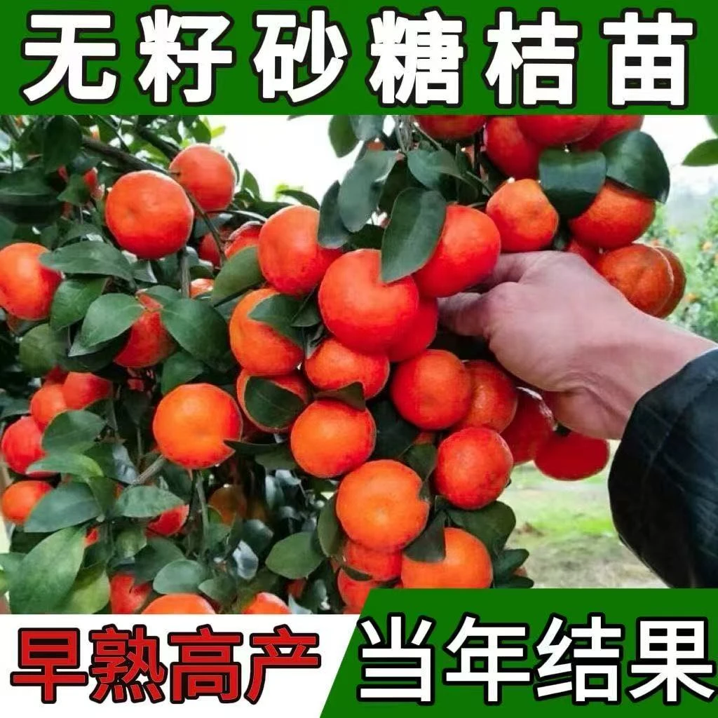 砂糖橘树苗地栽盆栽南方北方种植橘子树苗柑桔果树果苗嫁接沙糖桔