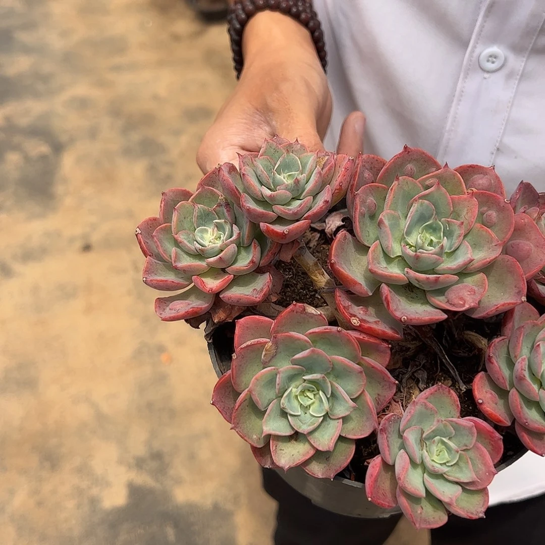 泪无痕四头起发整桩整群老桩 两盆