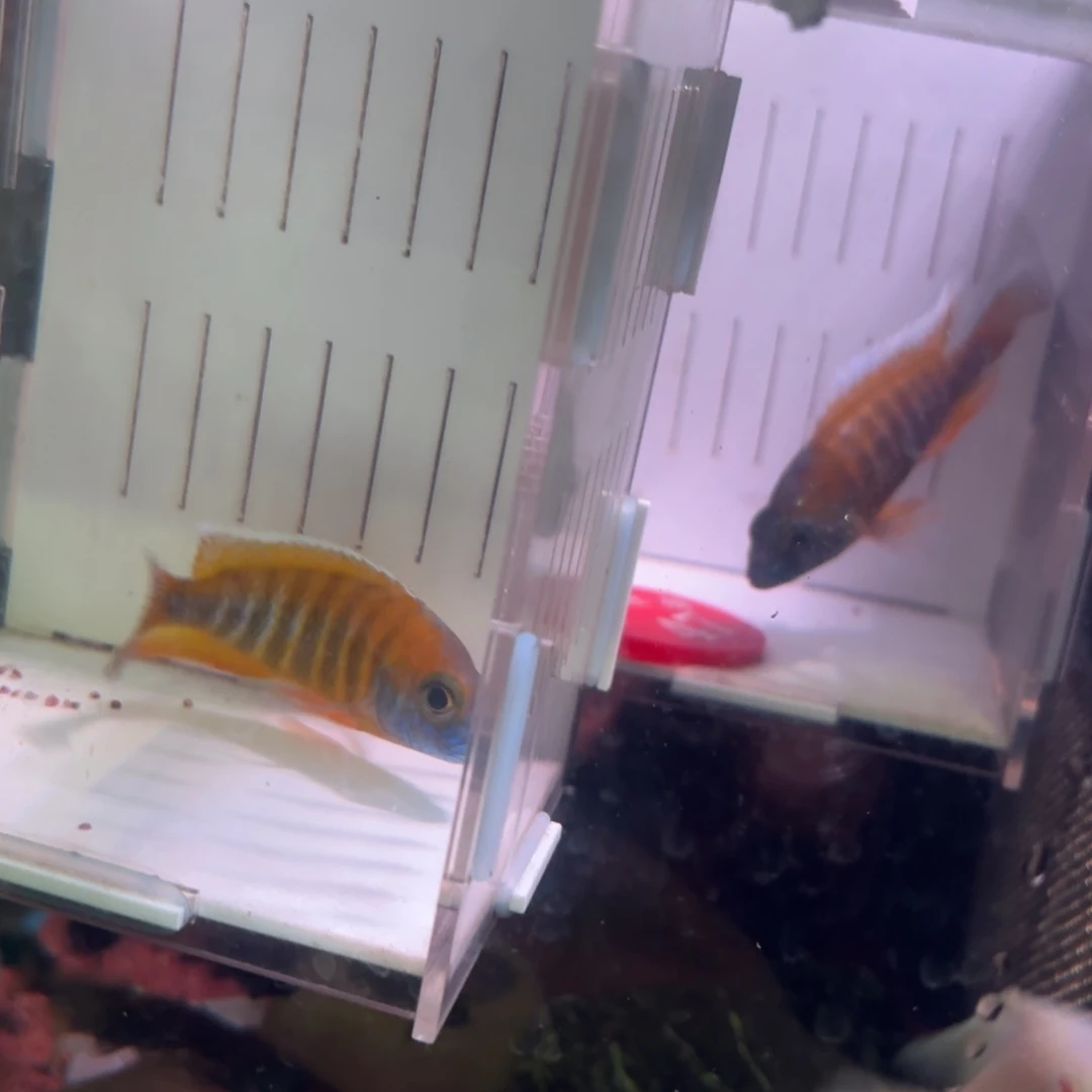 恒***子慈鲷鱼直播47号2条