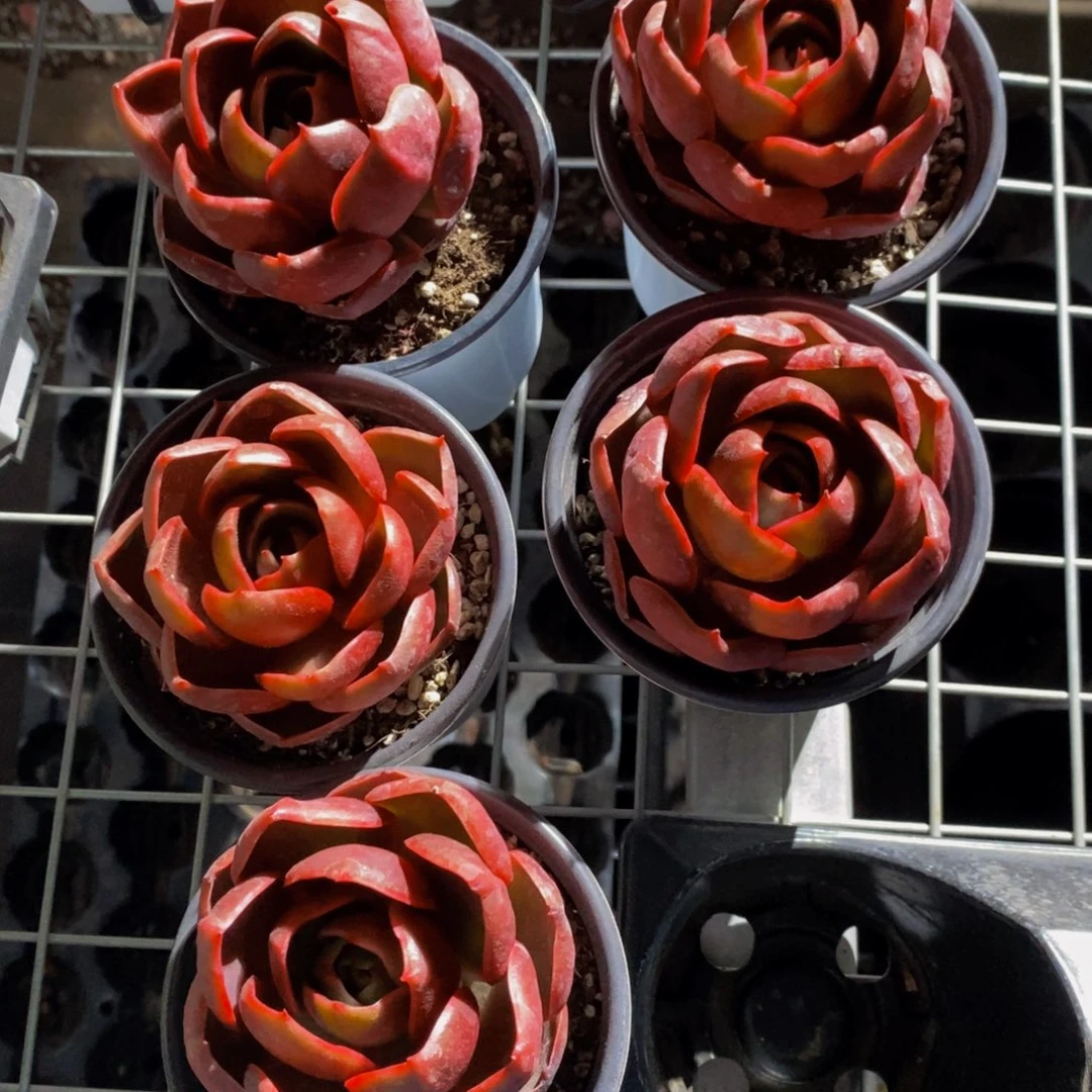 精品母本红灯单头一个