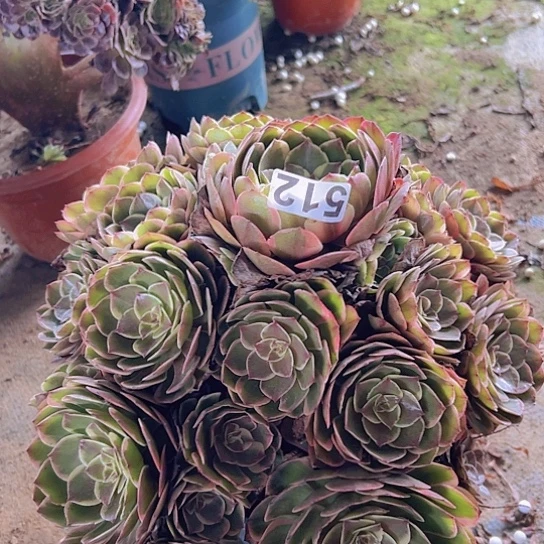 我***你多肉植物一个粉花妖