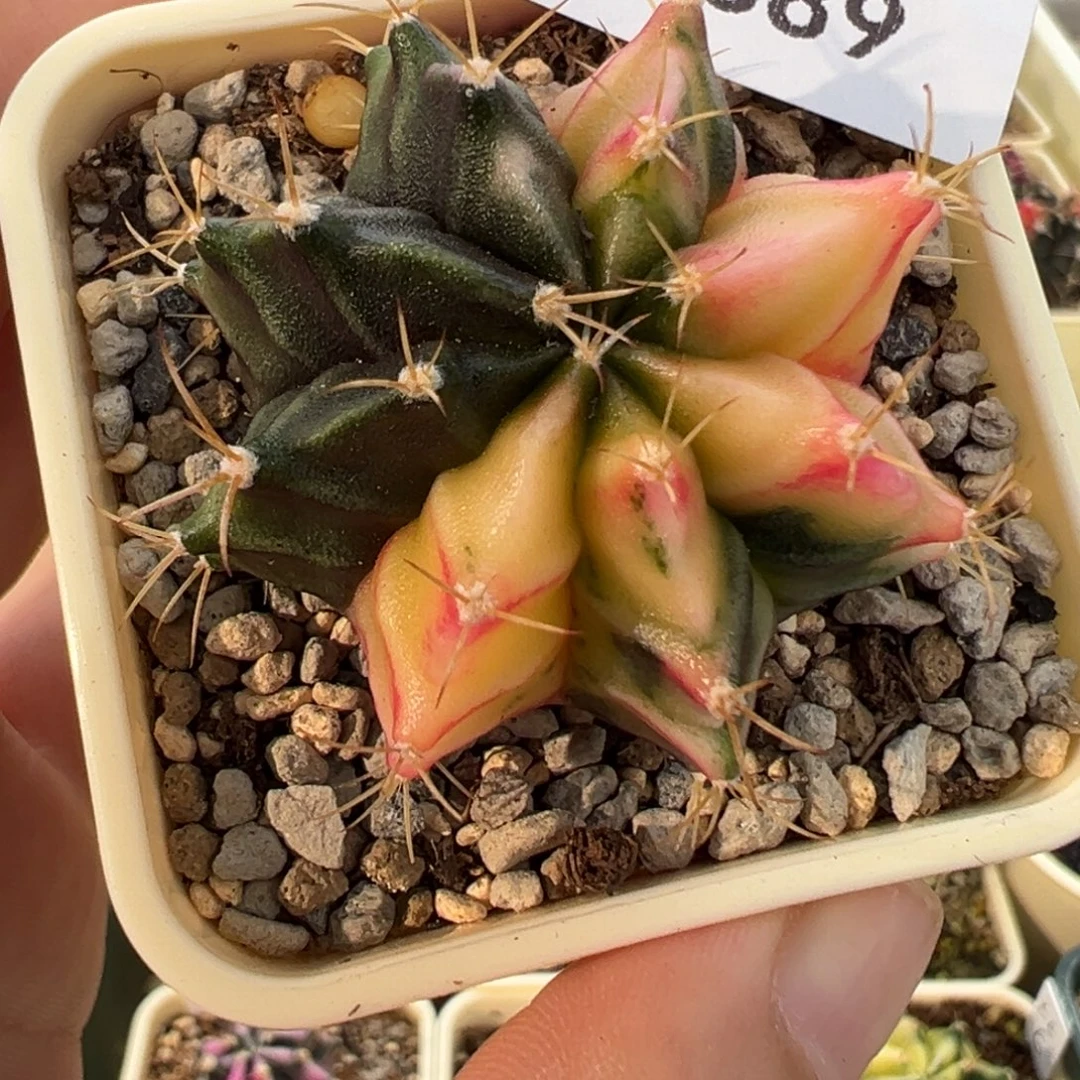 389 好看的米哈冲冲冲