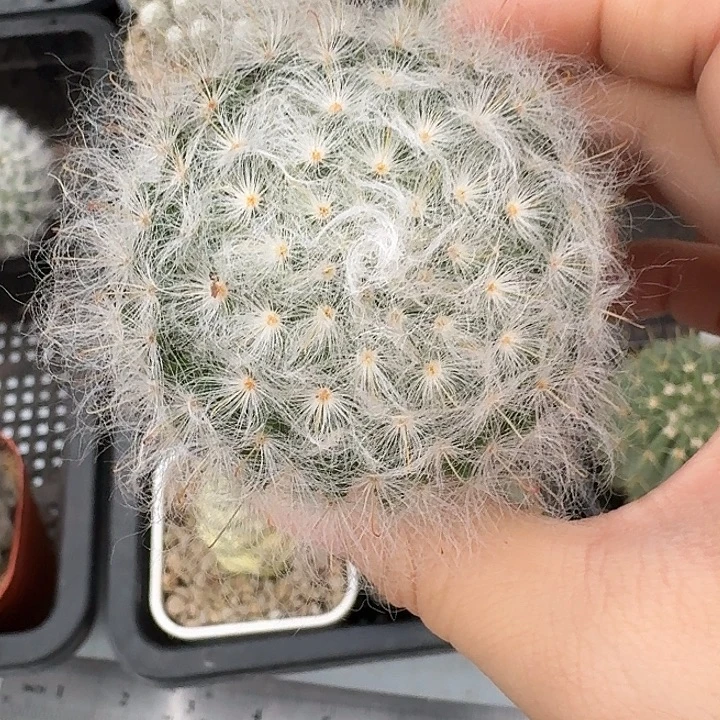 小***花白云高莎仙人球2234