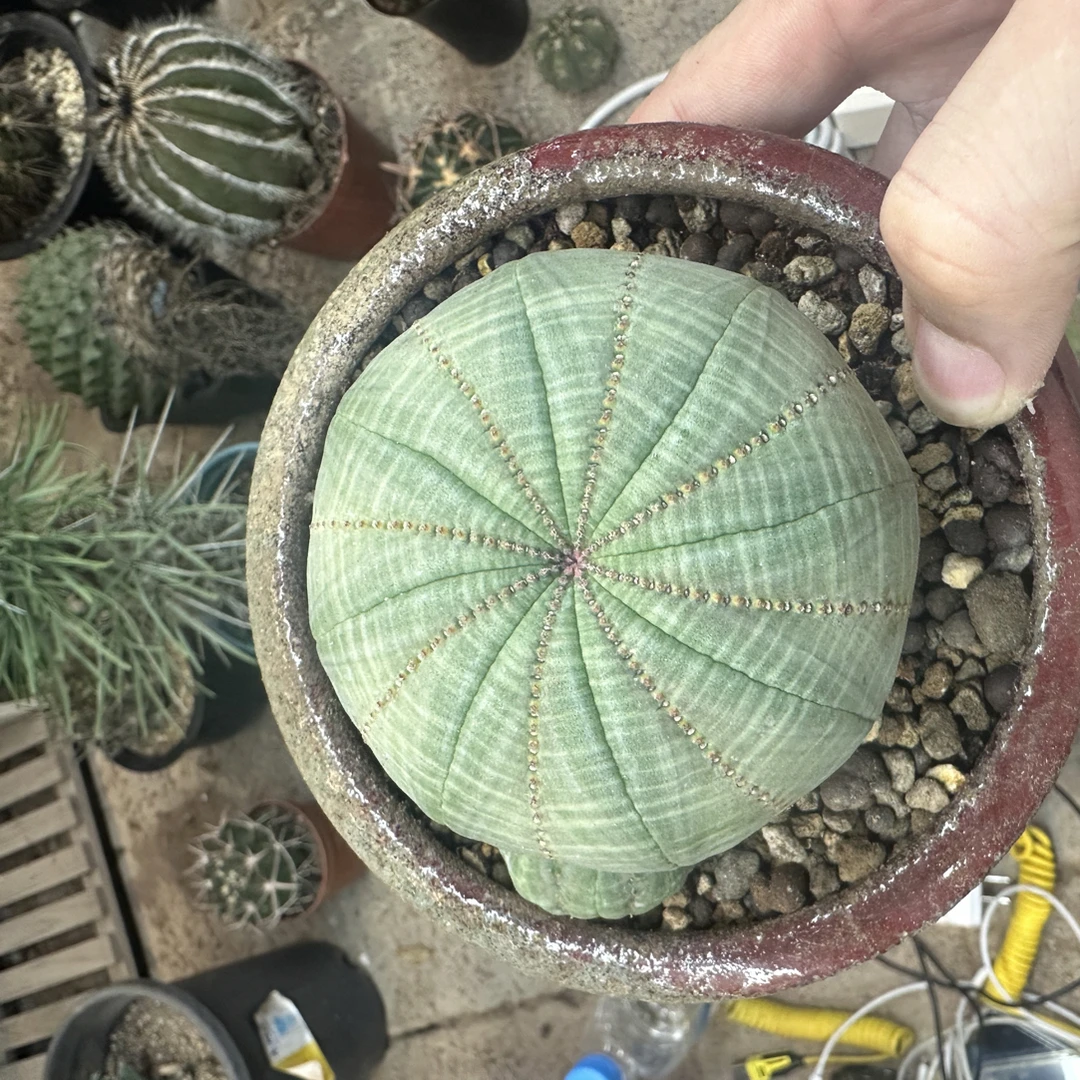 仙人球直播综合链接超大欧系布纹球