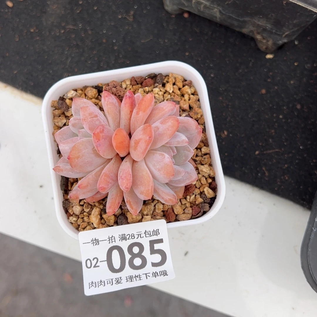 橙梦露多肉多肉多肉多肉多肉