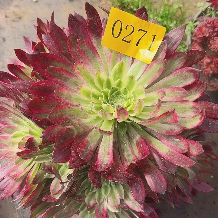 多肉植物福利271