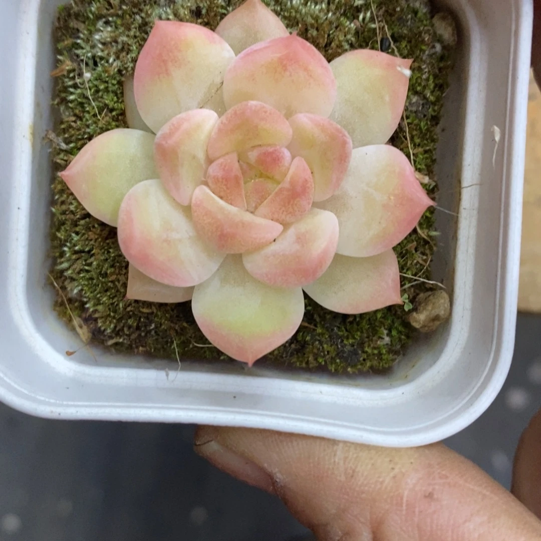精品多肉一物一拍不包整121