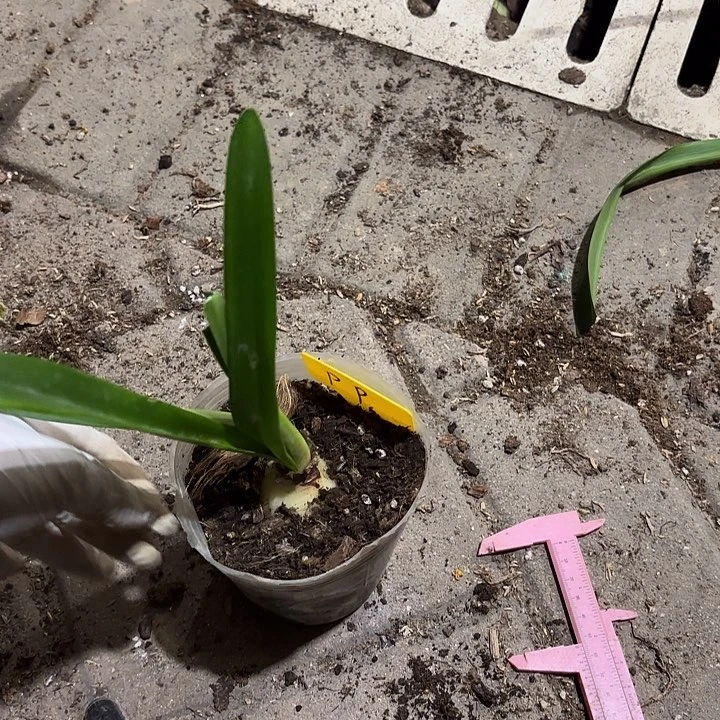 无花朵朱顶红PP主球4.5厘米