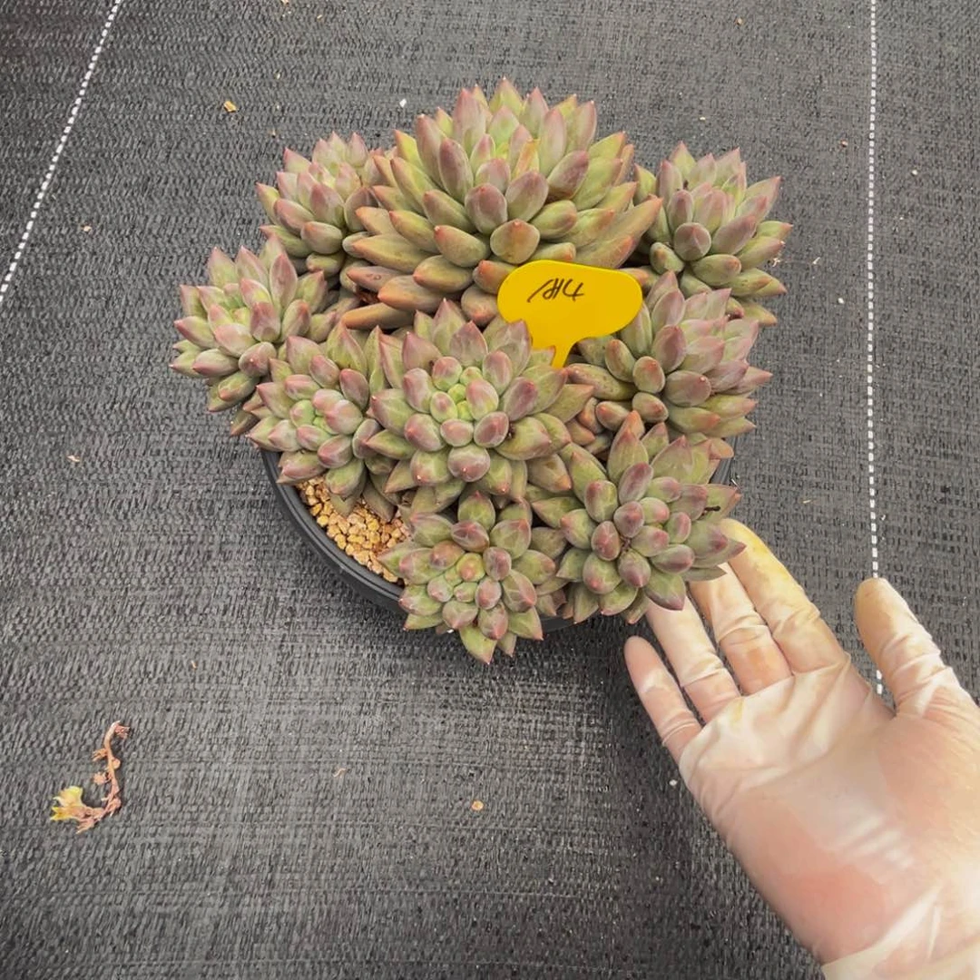 a14红蜻蜓群生呀呀呀