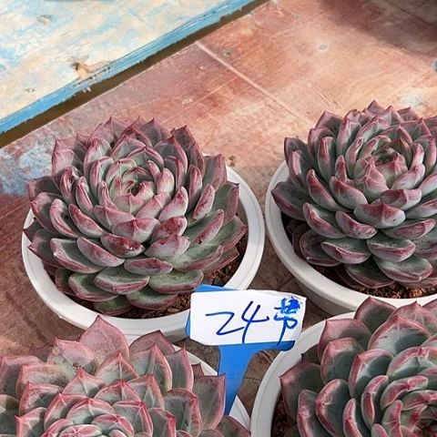 24单头红鸾一个带盆