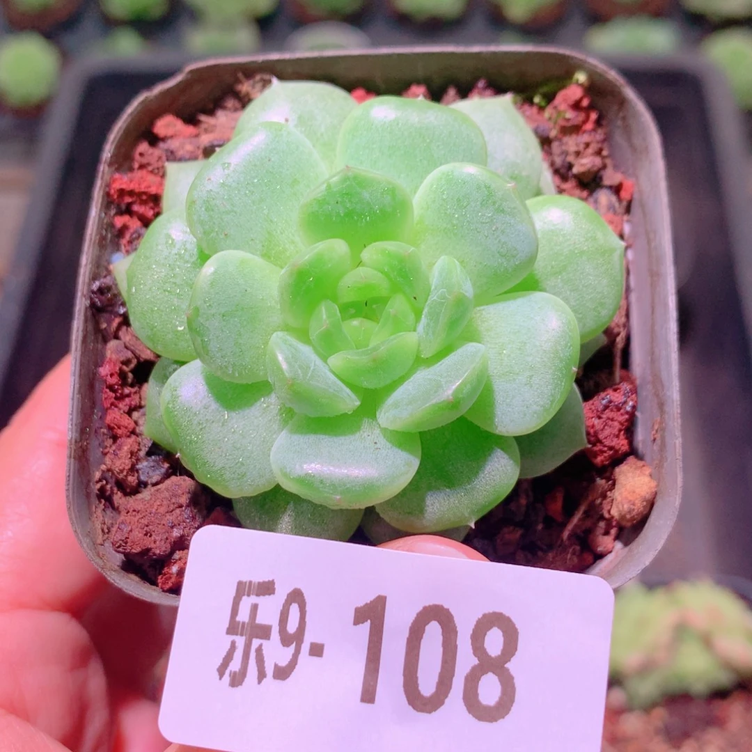 乐然9-108 新品单头