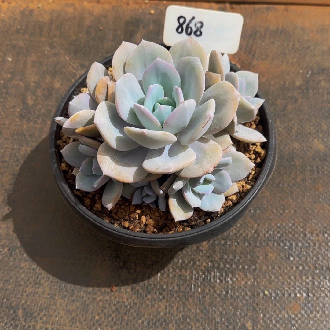 奶茶868号11111111