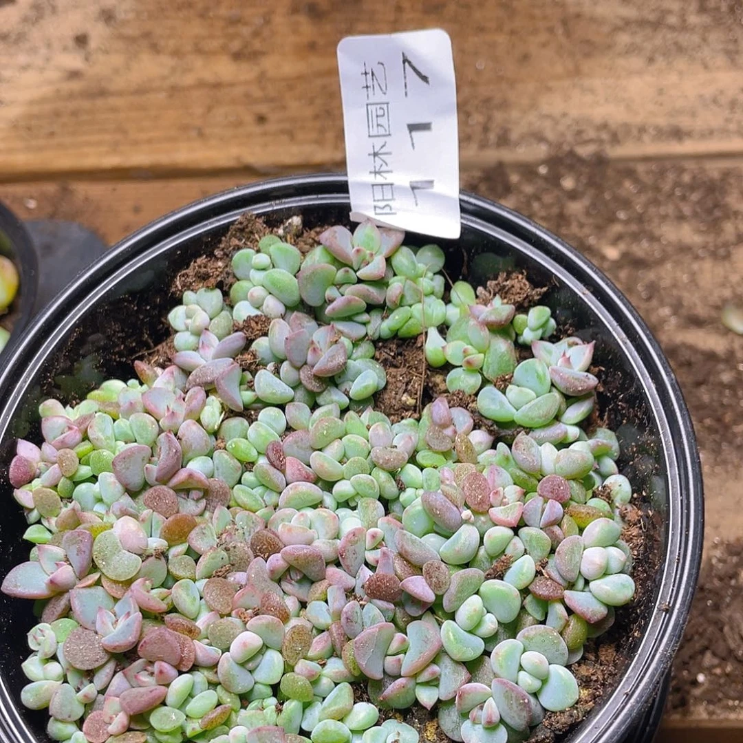 大***子多肉植物多肉植物117