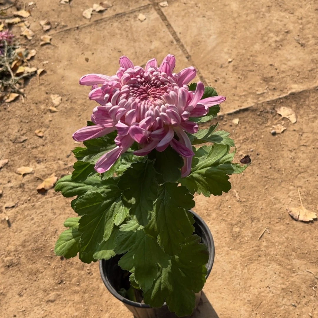 完全开放独头国华加奈