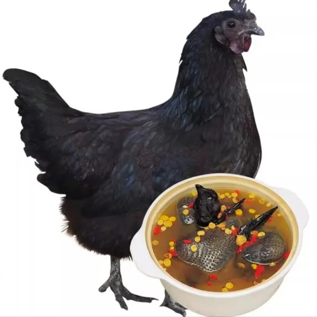 散养五黑鸡肉质细腻黑毛黑皮黑骨黑内脏顺丰包邮
