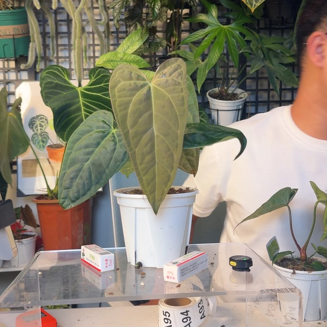 完全开放东部戴斯杂papiA90