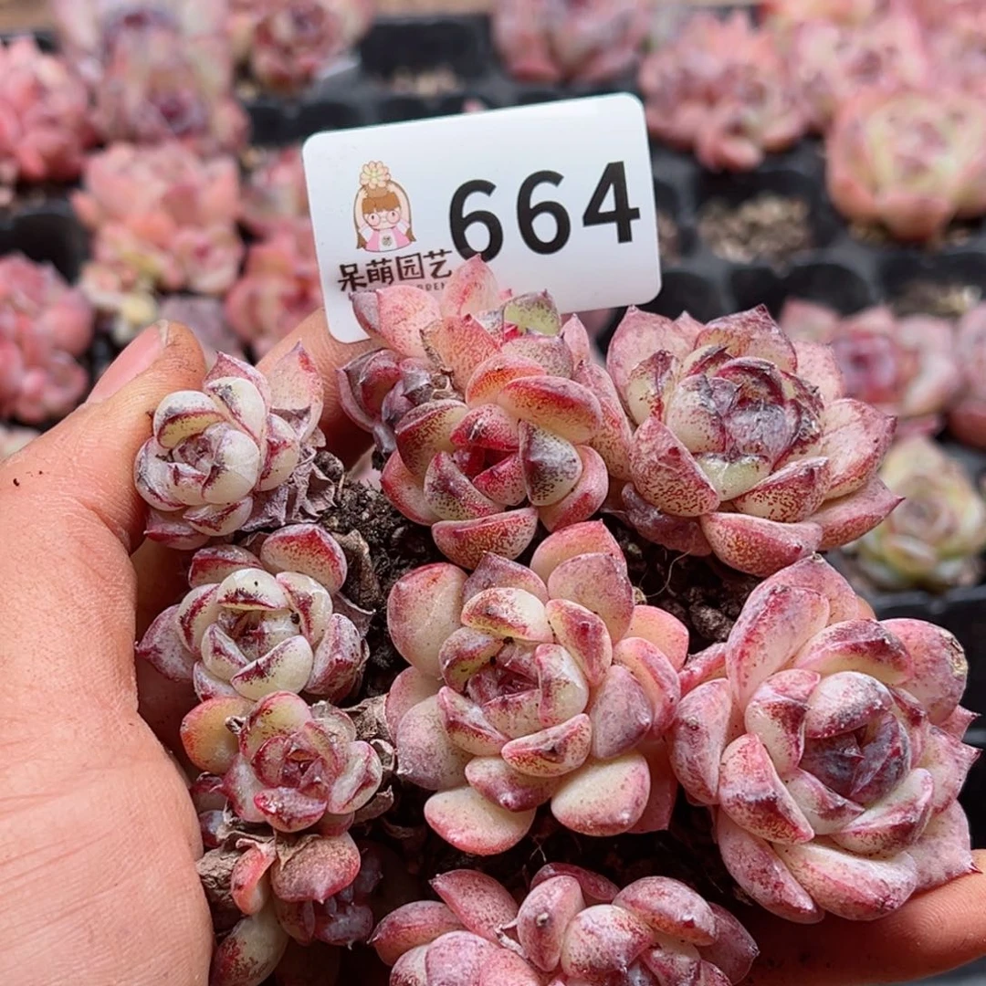 多肉植物多肉植物