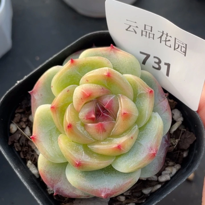 731号糖心冰心珍妮 绿菩提