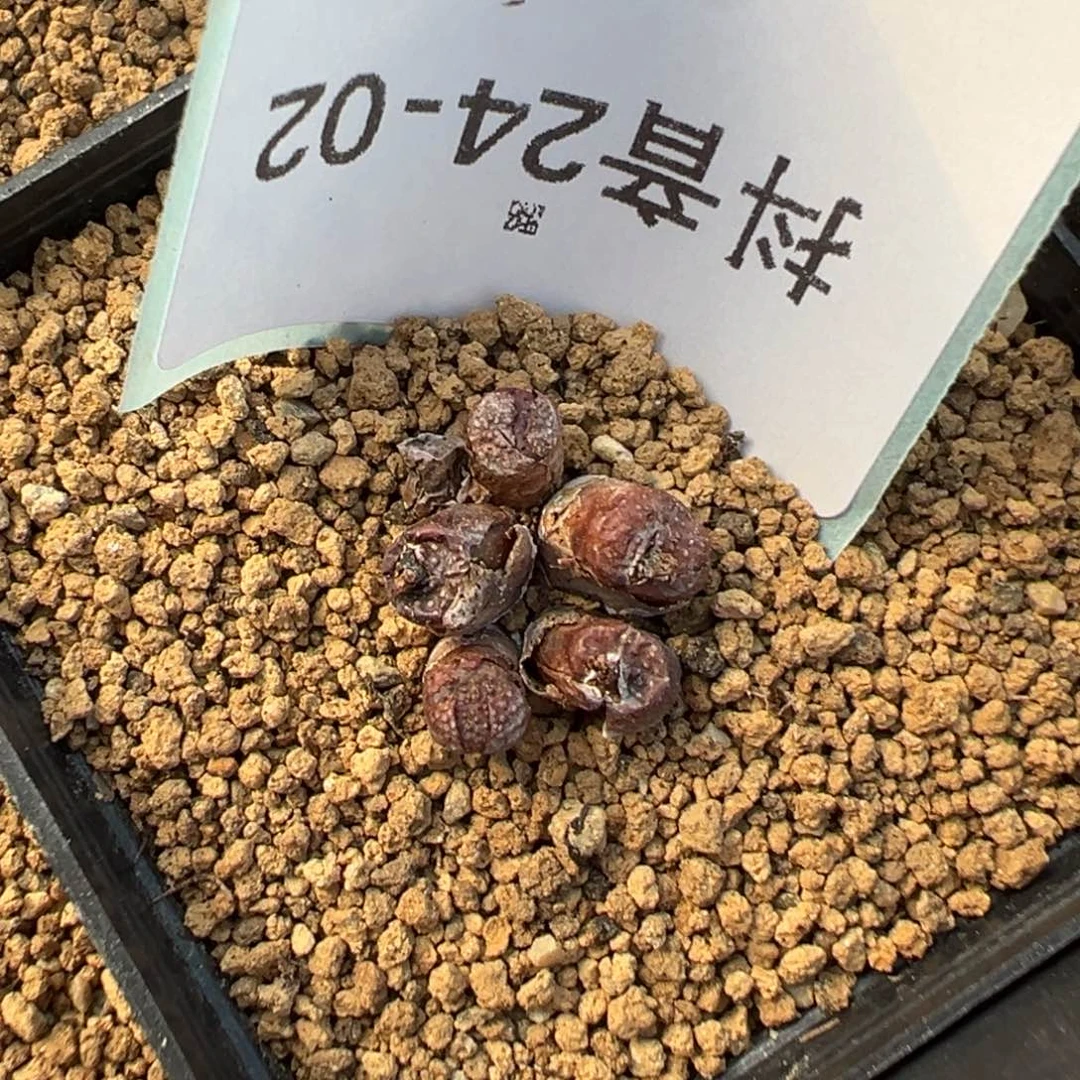 24-02肉锥多肉植物