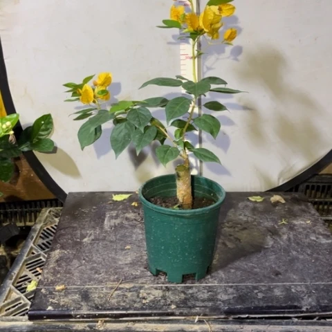 少量花朵（建议范围：2朵-5朵 或40%以下）半**茶三角梅