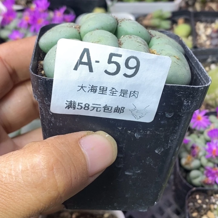云****23666666666686988