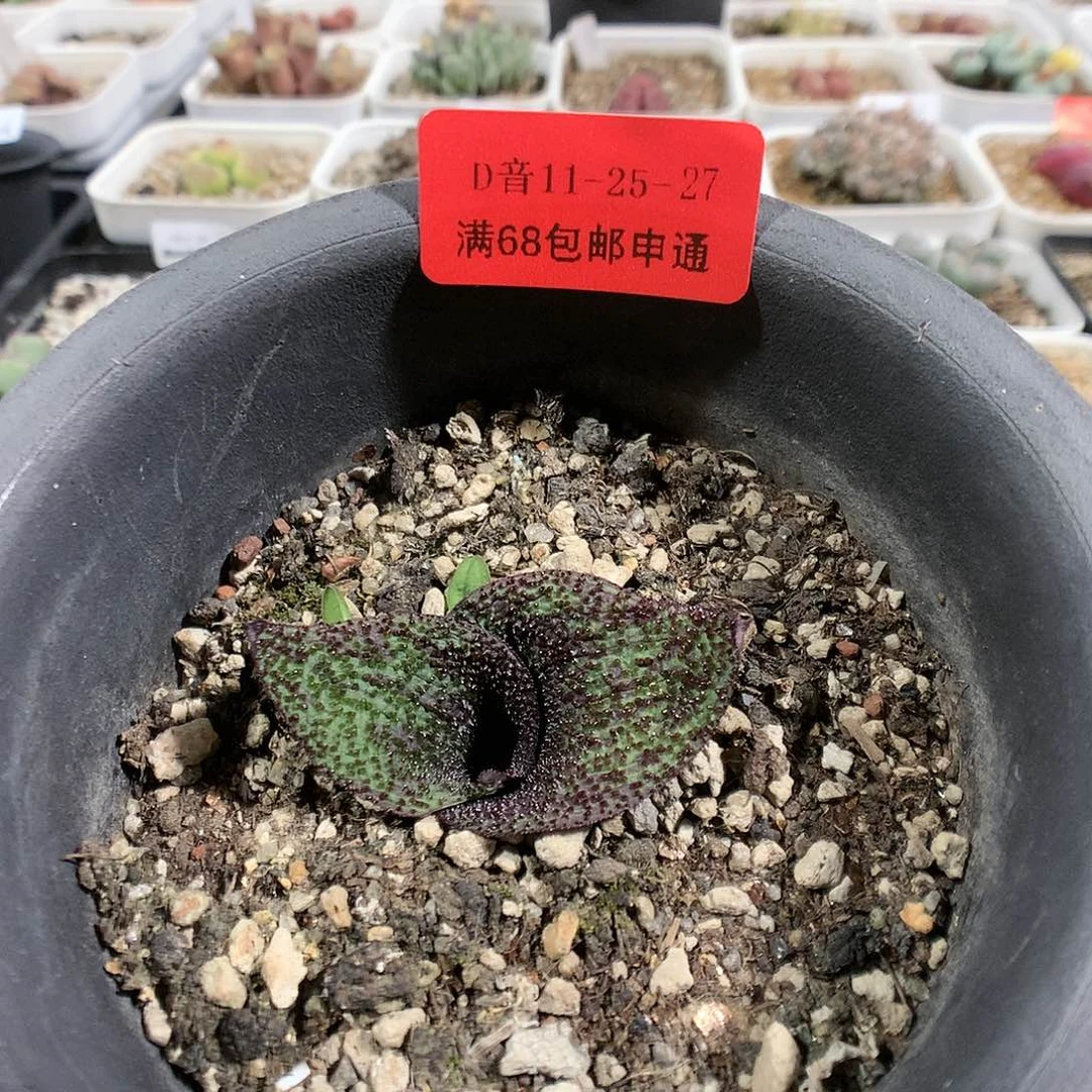 11-25-27      紫镜1颗