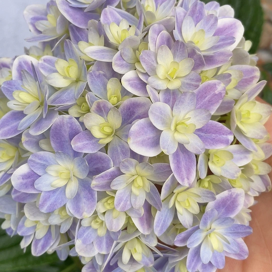 绣球切花一物一拍3枝起包邮，97